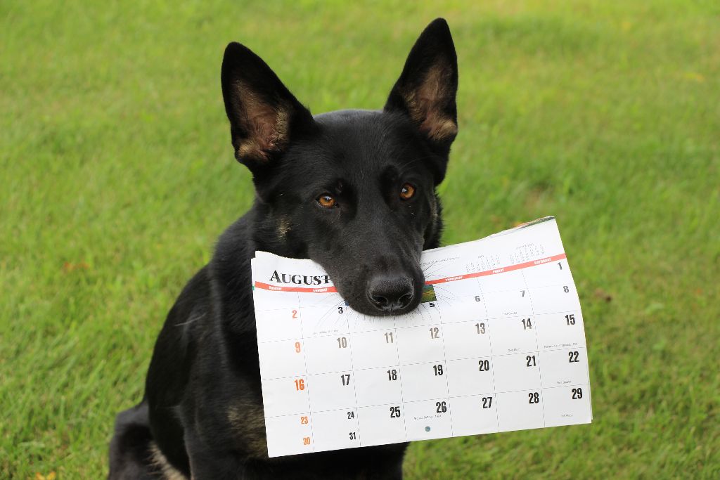 Schedule of Dog Training Classes, Activities, Events in Twin Cities Area Of Minnesota